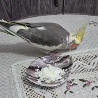 عروس هلندی گمشده