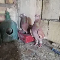 کبوتر
