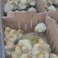 جوجه بوقلمون بیوتی گوشتی