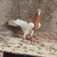 یهودی زرد نر