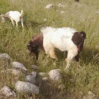بز نر افغانی اصل دماغ طوطی