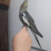 ۲ عدد جوجه عروس ۲ماهه