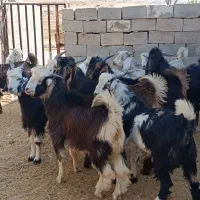 کهره نر چاق