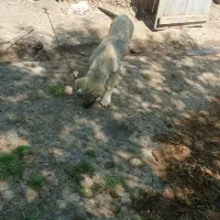 سگ سرابی ماده