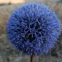 مشارکت