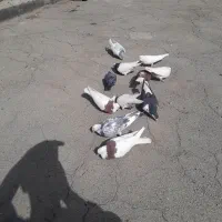 کفتر|پرنده|محمدشهر, ولدآباد|دیوار