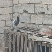 جوجه
