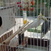 یک جفت عروس هلندی با ۳عدد جوجه ویک عدد مرغ مینا