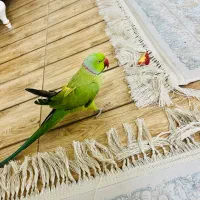 طوطی ملنگو عروس هلندی