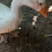 غاز