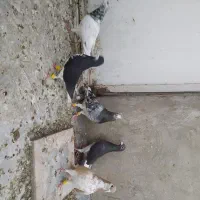 کبوتر