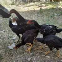 جوجه لاری