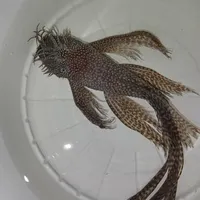 لجنخوار پوزه بوته ای|ماهی|تهران, نازی‌آباد|دیوار