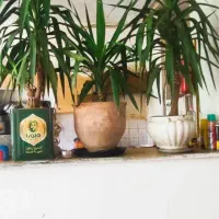 گل ذرتی برگ هرسه باهم