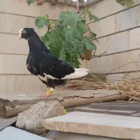 قارا خال درشت