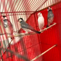 فنچ نرگسی|پرنده|بجنورد, |دیوار