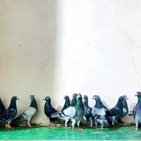 کبوتر نر همه المانی