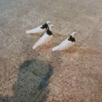 کبوتر جوجه طوقی