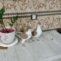 خوشرنگ زرد کاکلی