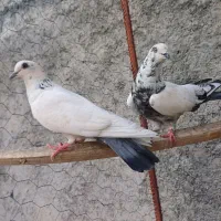 کبوتر نر و ماده