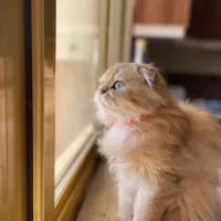 اسکاتیش فولد لانگ هیر دوساله