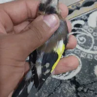 ماده سهره داغسر یه وجبی  کار داده  گل بلند