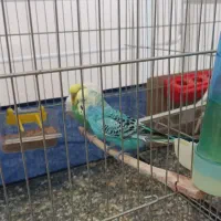 مرغ عشق مست