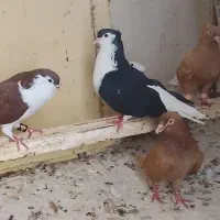 کبوتر
