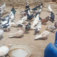 فروش‌جوجه‌محلی‌وکبوتر