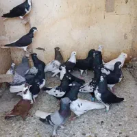 دسته رنگی وشهری