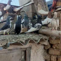 کفتر رنگی