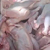 *جوجه مرغ محلی * شربت شیرین   قیمت عمده   فروش  *