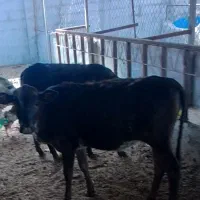 گاو ماده