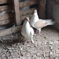 کبوتر چپ