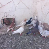کفتر