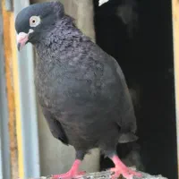 سیا نر پیره بوشهری