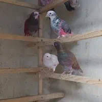 پرنده