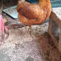 دو۲مرغ و خروس