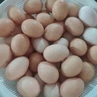 تخم مرغ محلی اصیل نطفه دار