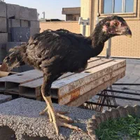 جوجه خروس لاری 6دانگ از مولدین اصیل