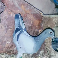 کبوتر یا کفتر