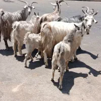 بز و بزغاله شیرازی