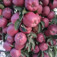 فروش سیب سفید و قرمز روی درخت