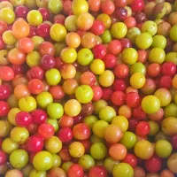 ترشی الوچه جنگلی