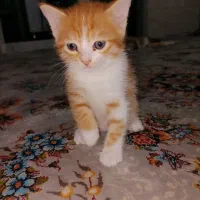 واگذاری بچه گربه ناز خوشگل نژاد دار تمیز