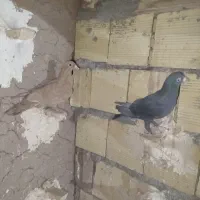 کفتر|پرنده|رفسنجان, |دیوار