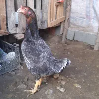 مرغ لاری طوس