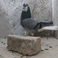 کبوتر دم سفید ساعت سنگین