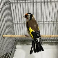 سره ایرانی اروپای ۴گل خط