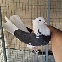کفتر کبوتر